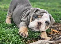 Rhino, a male English Bulldog for sale in Monett, MO – Photo 8 of 10