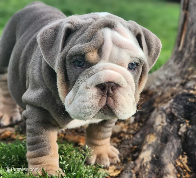 Rhino – English Bulldog puppy for sale in Monett, MO