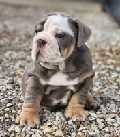 Rhino, a male English Bulldog for sale in Monett, MO – Photo 6 of 10