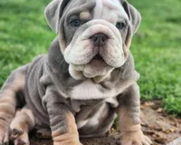 Rhino, a male English Bulldog for sale in Monett, MO – Photo 7 of 10