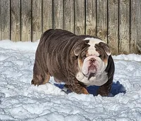 Rhino, a male English Bulldog for sale in Monett, MO – Photo 9 of 10