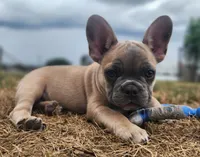 Curly, a male French Bulldog for sale in Monett, MO – 5 of 6