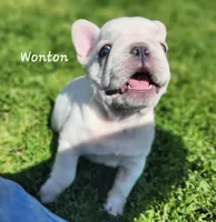 Wonton, a female French Bulldog for sale in Monett, MO – 8 of 10