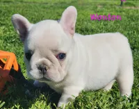 Wonton, a female French Bulldog for sale in Monett, MO – 3 of 10