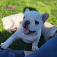Wonton, a female French Bulldog for sale in Monett, MO – 2 of 10