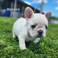Wonton, a female French Bulldog for sale in Monett, MO – 7 of 10