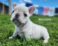 Wonton, a female French Bulldog for sale in Monett, MO – 9 of 10