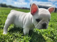 Wonton, a female French Bulldog for sale in Monett, MO – 10 of 10