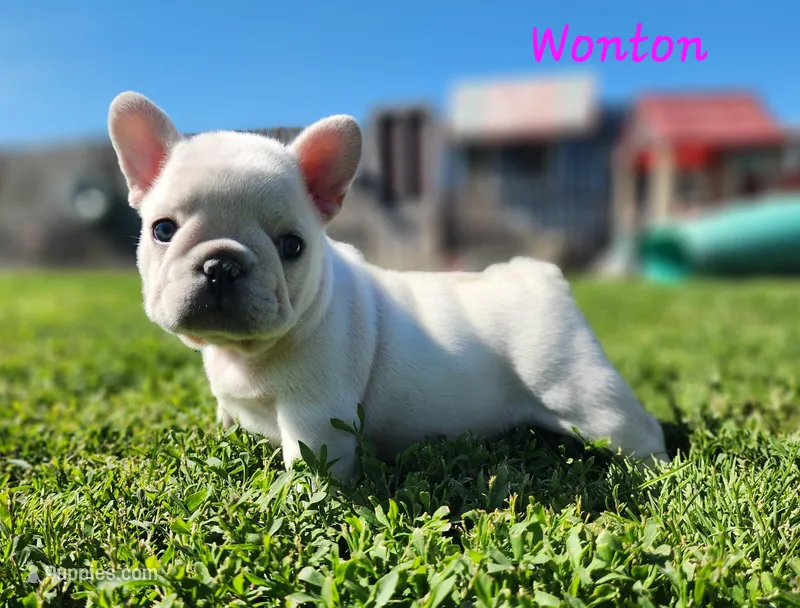 Wonton – French Bulldog puppy for sale in Monett, MO