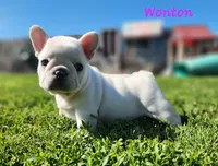 Wonton, a female French Bulldog for sale in Monett, MO – 1 of 10
