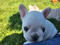 Wonton, a female French Bulldog for sale in Monett, MO – 4 of 10