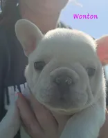 Wonton, a female French Bulldog for sale in Monett, MO – 6 of 10