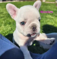 Wonton, a female French Bulldog for sale in Monett, MO – 5 of 10