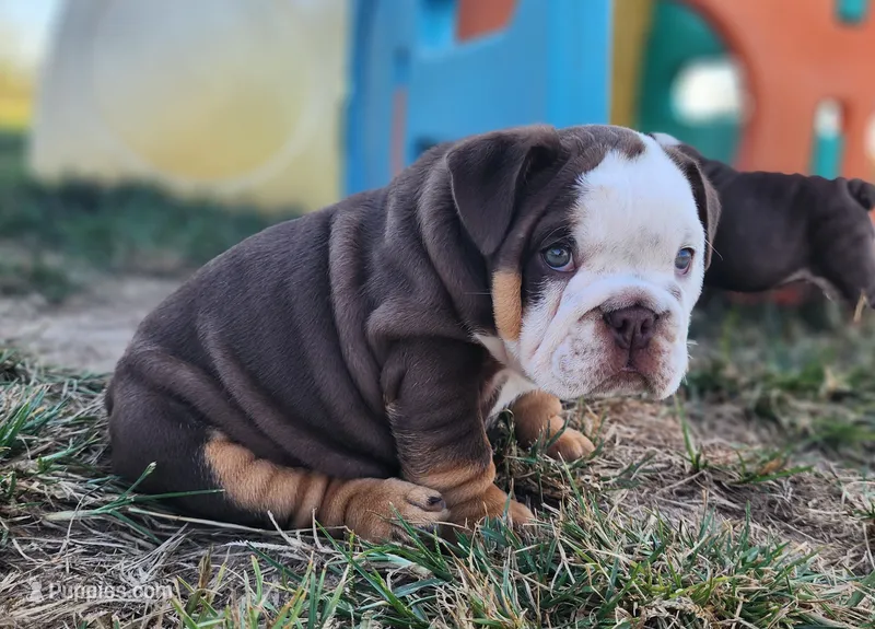 Wanda – English Bulldog puppy for sale in Monett, MO
