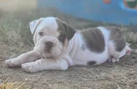 Chicks, a female English Bulldog for sale in Monett, MO – 4 of 7