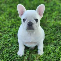 Wonton, a female French Bulldog for sale in Monett, MO – 6 of 7