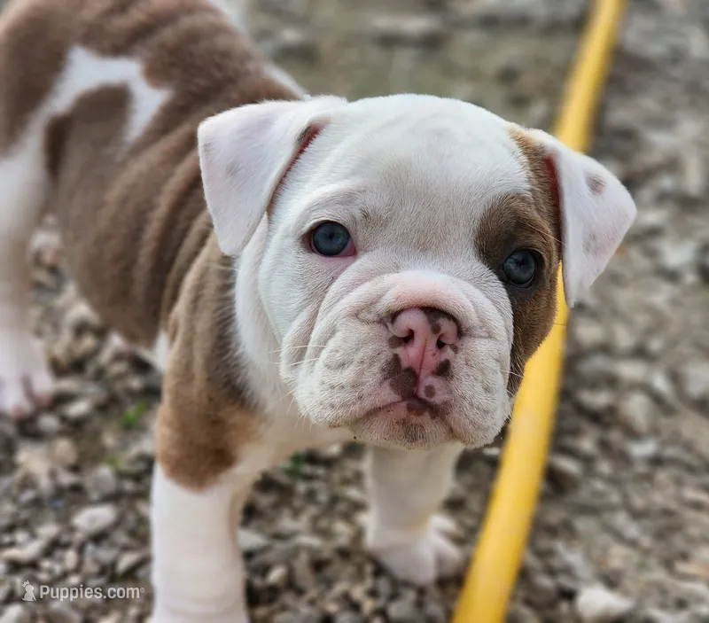 Tamale – English Bulldog puppy for sale in Monett, MO