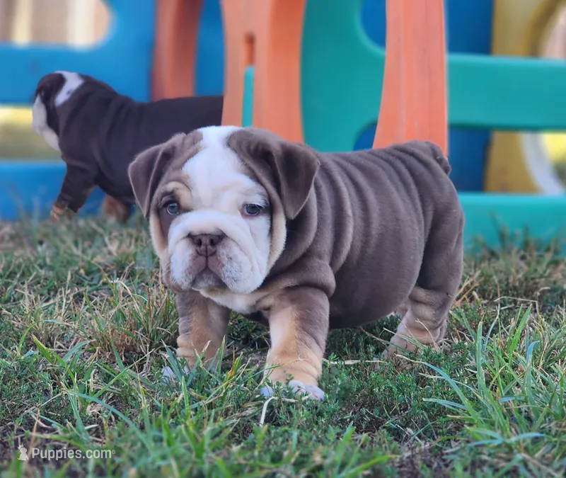 Earl – English Bulldog puppy for sale in Monett, MO