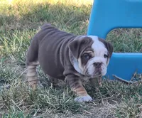 Earl, a male English Bulldog for sale in Monett, MO – 2 of 7