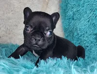 Toast, a female French Bulldog for sale in Monett, MO – Photo 8 of 9