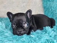 Toast, a female French Bulldog for sale in Monett, MO – Photo 7 of 9