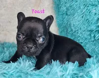 Toast, a female French Bulldog for sale in Monett, MO – Photo 4 of 9