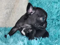 Toast, a female French Bulldog for sale in Monett, MO – Photo 6 of 9