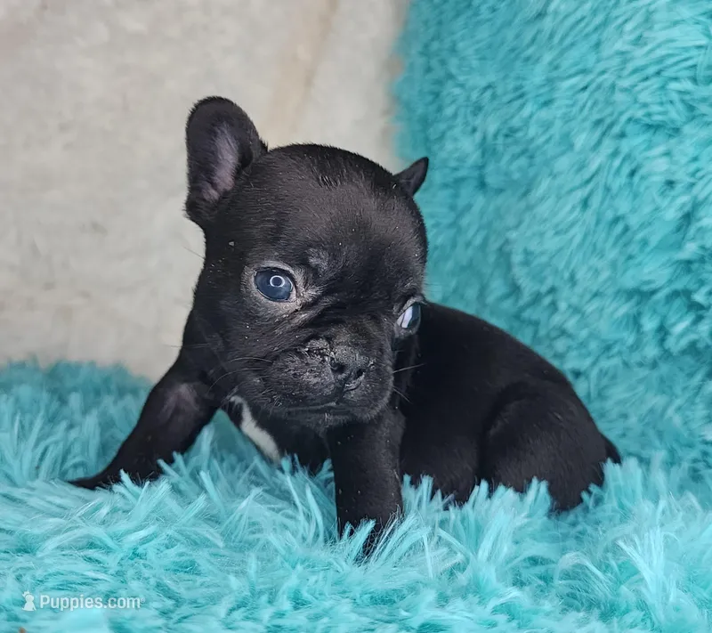 Toast, a female French Bulldog for sale in Monett, MO – Photo 1 of 9