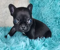 Toast, a female French Bulldog for sale in Monett, MO – Photo 5 of 9