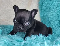 Toast, a female French Bulldog for sale in Monett, MO – Photo 9 of 9