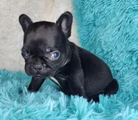 Toast, a female French Bulldog for sale in Monett, MO – Photo 3 of 9