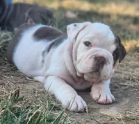 Chicks, a female English Bulldog for sale in Monett, MO – 5 of 7