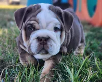 Earl, a male English Bulldog for sale in Monett, MO – 6 of 7
