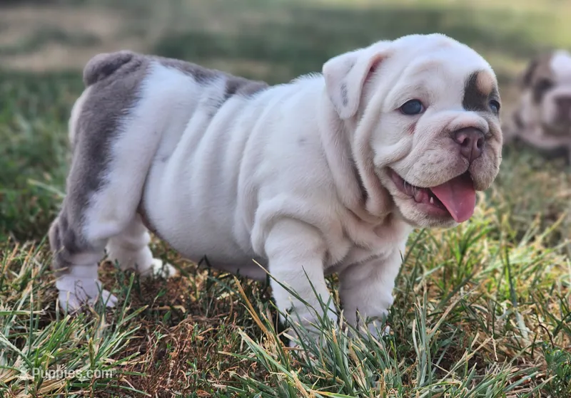 Mary Ann – English Bulldog puppy for sale in Monett, MO