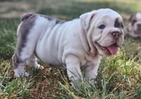 Mary Ann, a female English Bulldog for sale in Monett, MO – 1 of 5