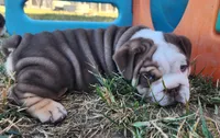 Earl, a male English Bulldog for sale in Monett, MO – 4 of 7
