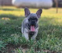 Larry, a male French Bulldog for sale in Monett, MO – 2 of 6