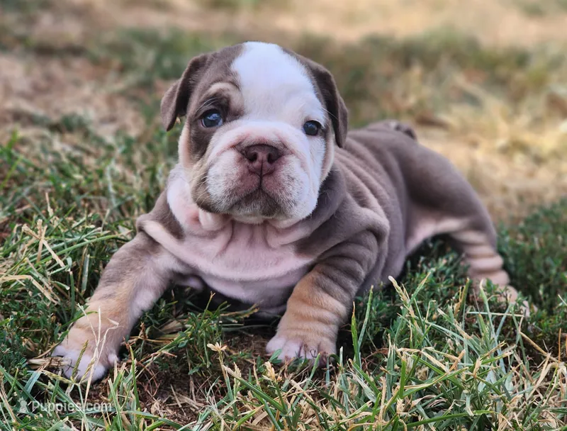 Earl – English Bulldog puppy for sale in Monett, MO