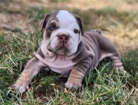 Earl, a male English Bulldog for sale in Monett, MO – 1 of 5