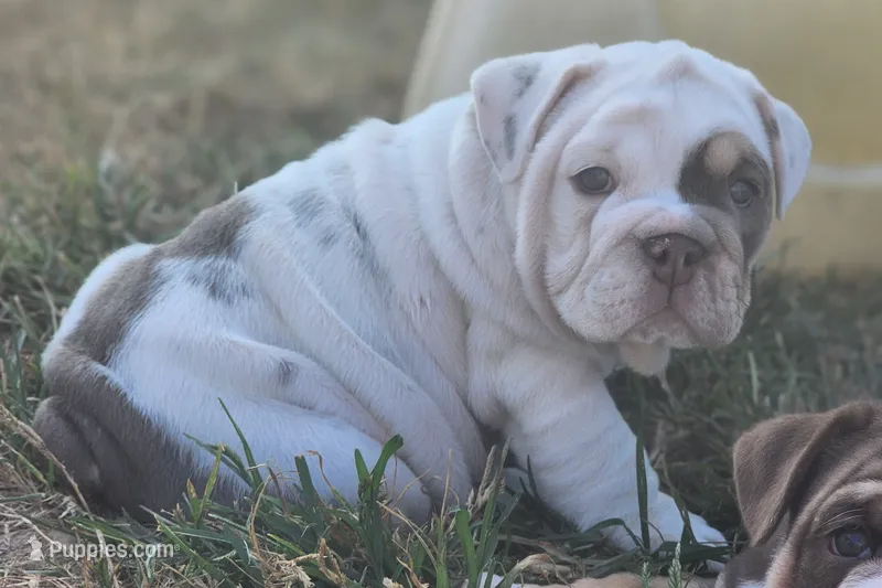 Mary Ann – English Bulldog puppy for sale in Monett, MO