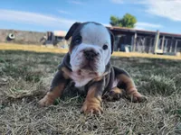 Wanda, a female English Bulldog for sale in Monett, MO – 3 of 6