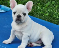 Wonton, a female French Bulldog for sale in Monett, MO – 3 of 7