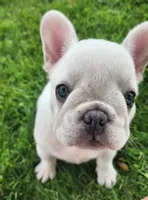 Wonton, a female French Bulldog for sale in Monett, MO – 2 of 7