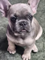 Larry, a male French Bulldog for sale in Monett, MO – 4 of 6