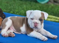 Tamale, a female English Bulldog for sale in Monett, MO – 8 of 8