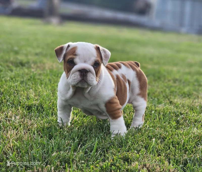 Taquito – English Bulldog puppy for sale in Monett, MO