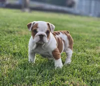 Taquito, a female English Bulldog for sale in Monett, MO – 1 of 9