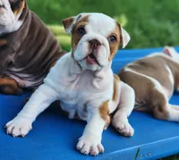 Taquito, a female English Bulldog for sale in Monett, MO – 8 of 9