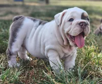 Mary Ann, a female English Bulldog for sale in Monett, MO – 2 of 5