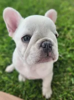 Wonton, a female French Bulldog for sale in Monett, MO – 5 of 7